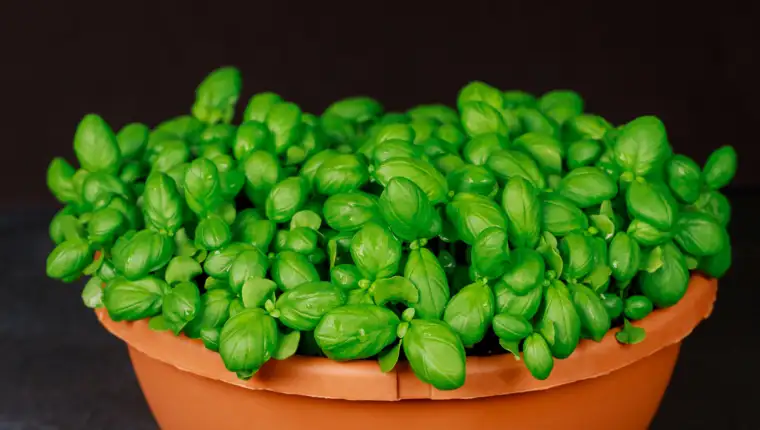 bosiljak freepik