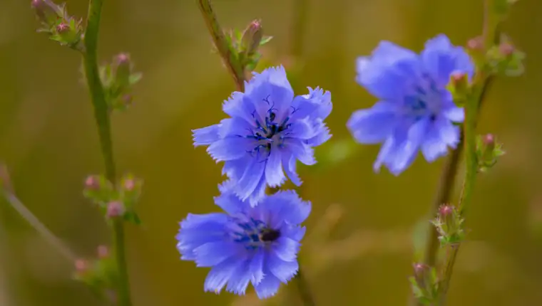 Veronica officinalis freepik