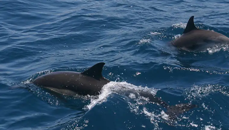 delfin