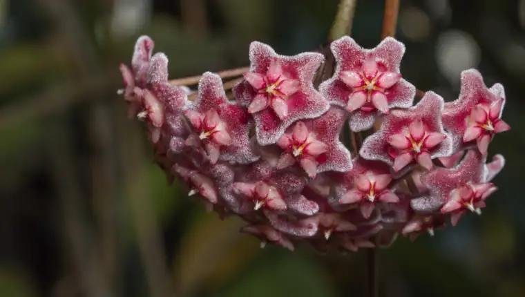 hoja freepik