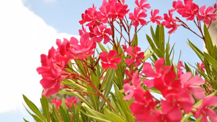 oleander freepik