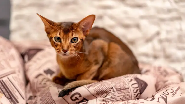 Abyssinian mačka freepik