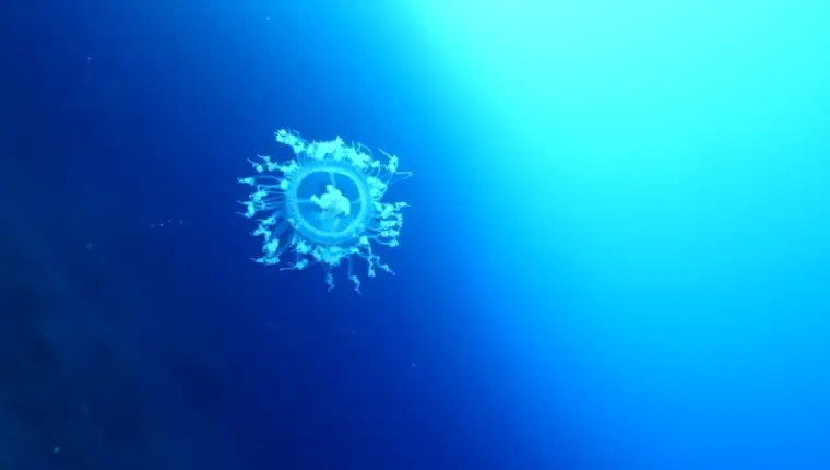 meduza yt