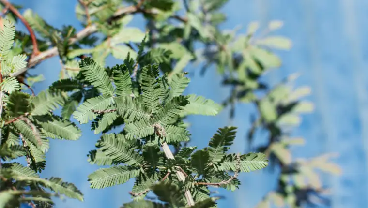 Mimosa pudica freepik