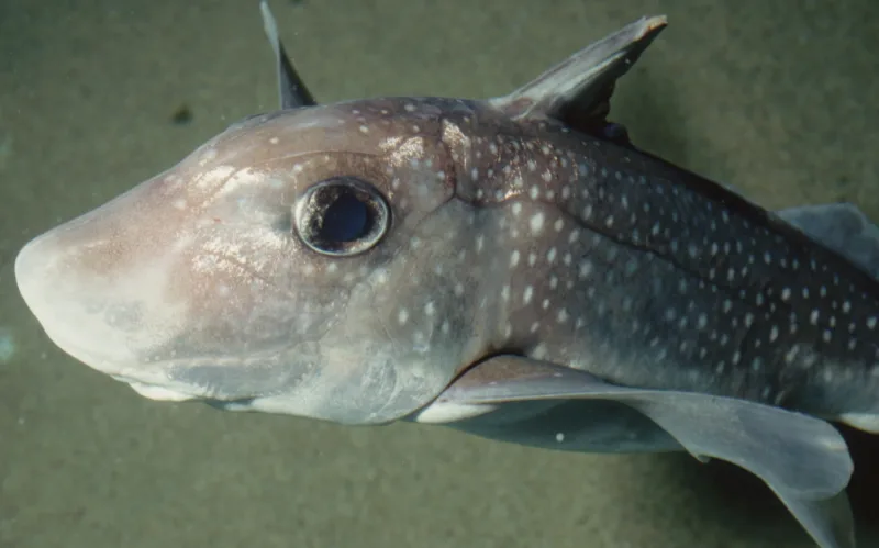 spotted ratfish