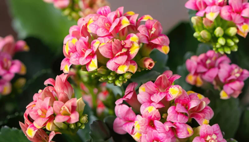 Kalanchoe