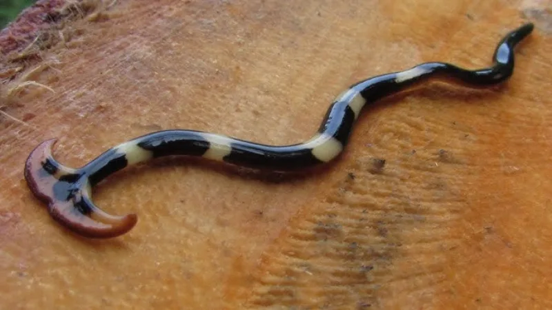 hammerhead worms