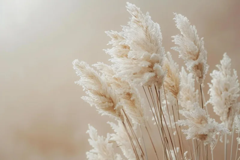 pampas freepik