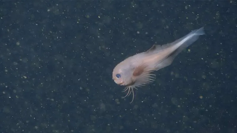 Careproctus colliculi