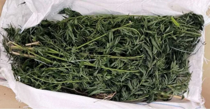 marihuana