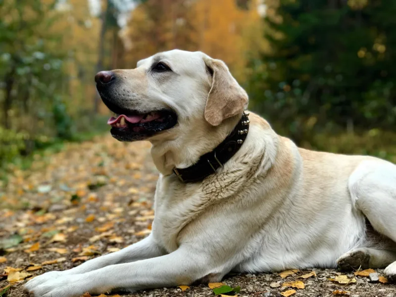 labrador freepik