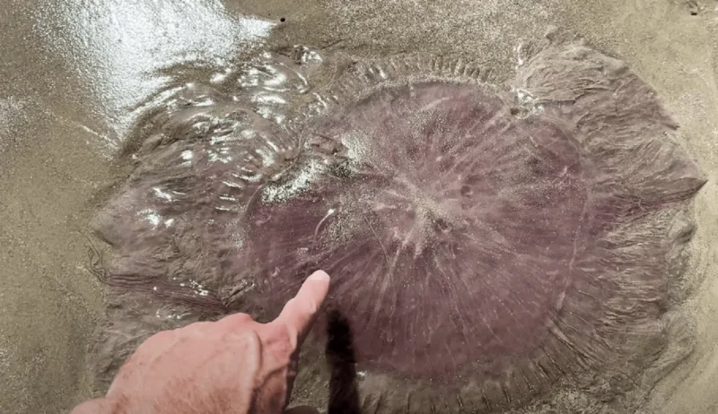 meduza yt