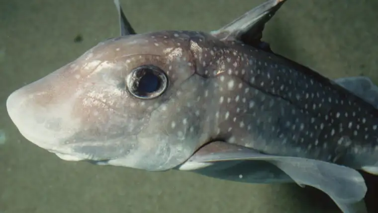 spotted ratfish