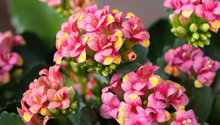 Kalanchoe