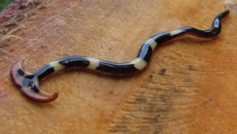 hammerhead worms
