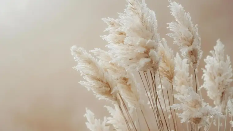 pampas freepik