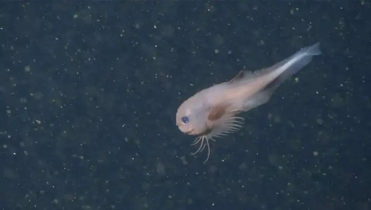 Careproctus colliculi