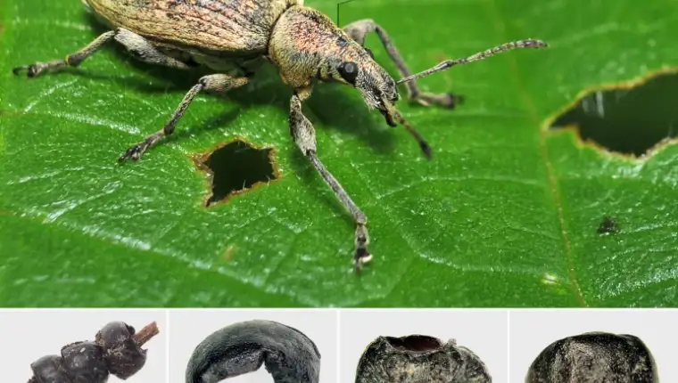 ogrlica bube