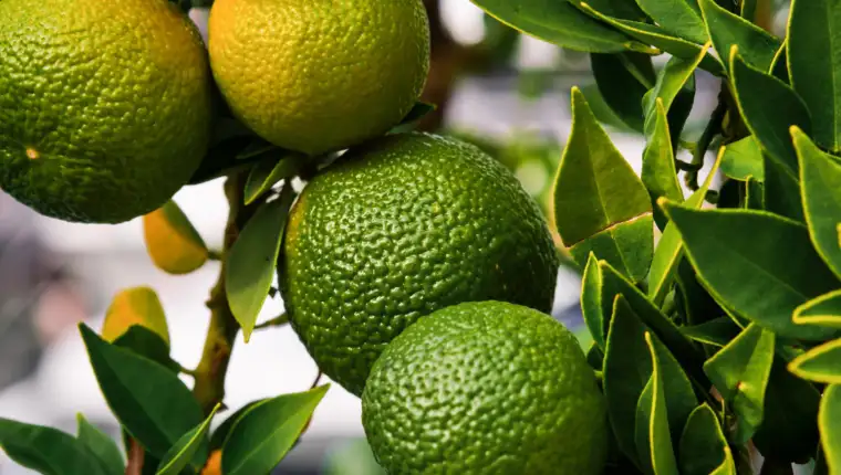 avokado freepik