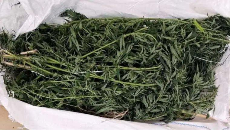 marihuana