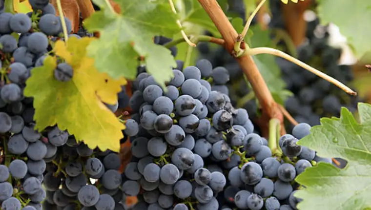 500px-Close_up_grapes (1)