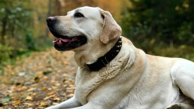 labrador freepik