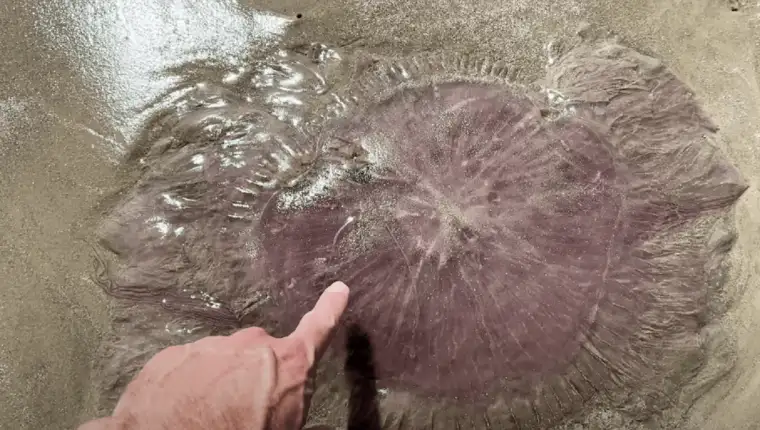meduza yt