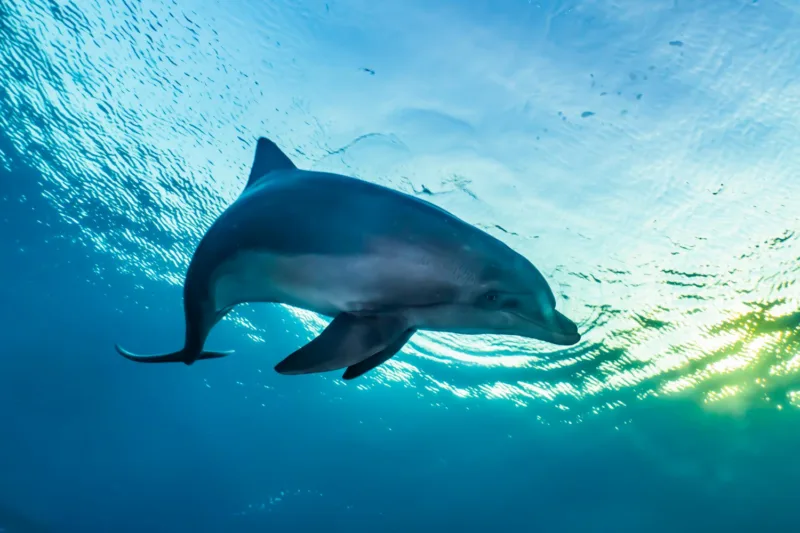 delfin freepik