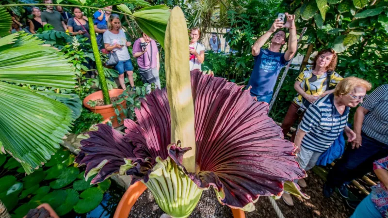 titan arum