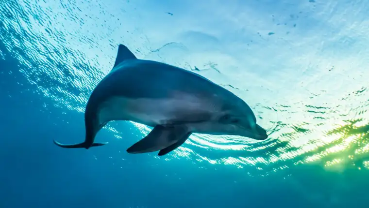 delfin freepik