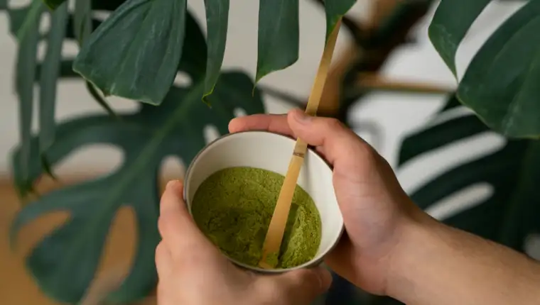 matcha