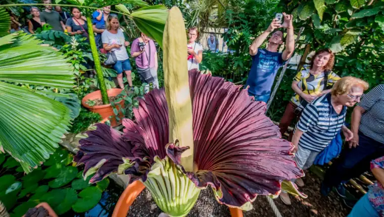 titan arum