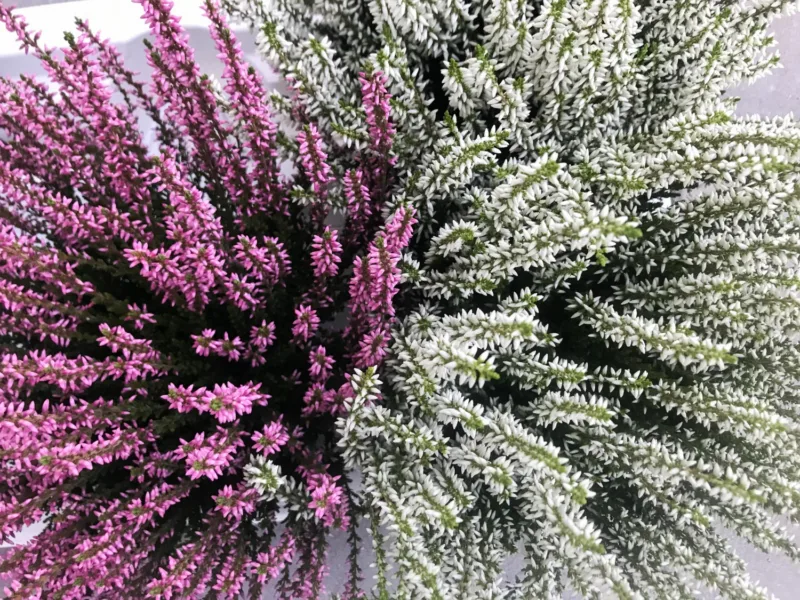 Erica arborea freepik