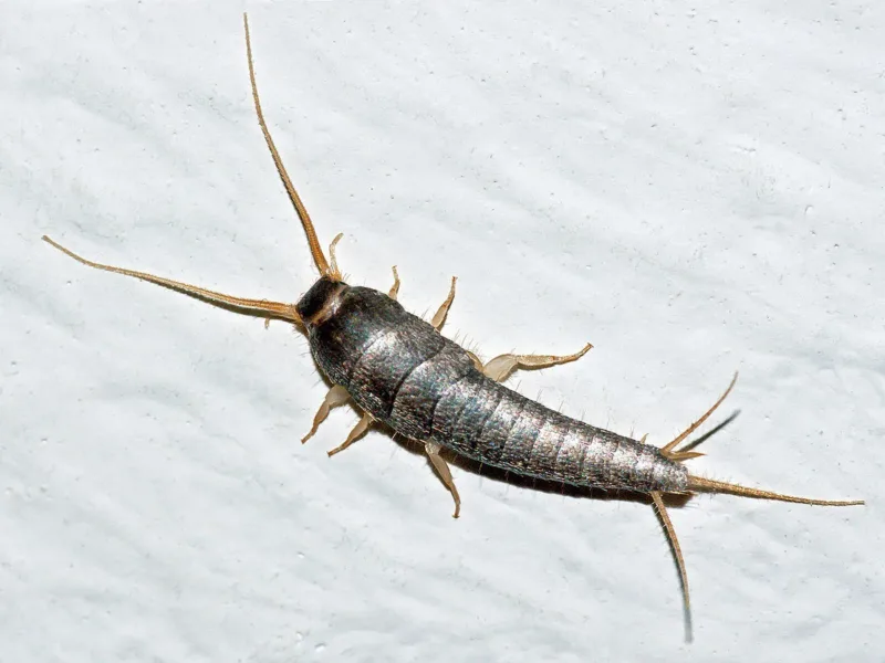 Srebrena ribica