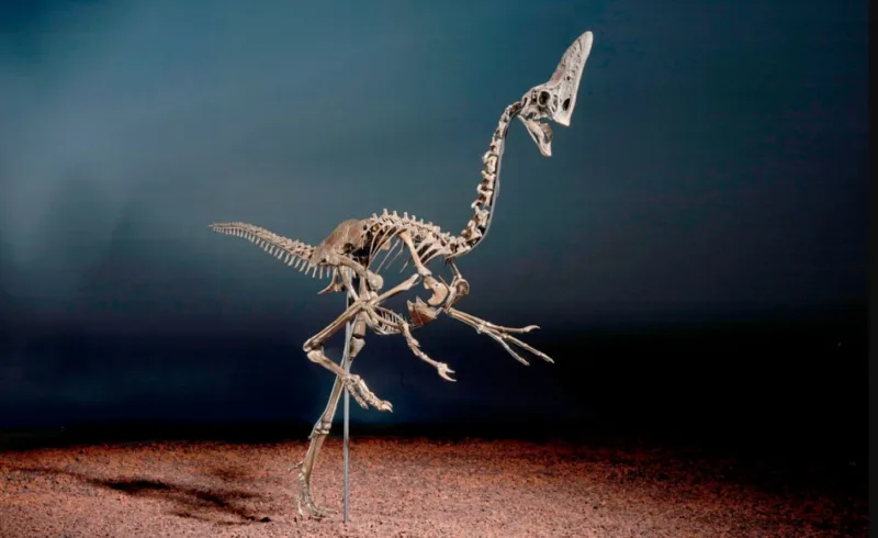 Spike Caenagnathid