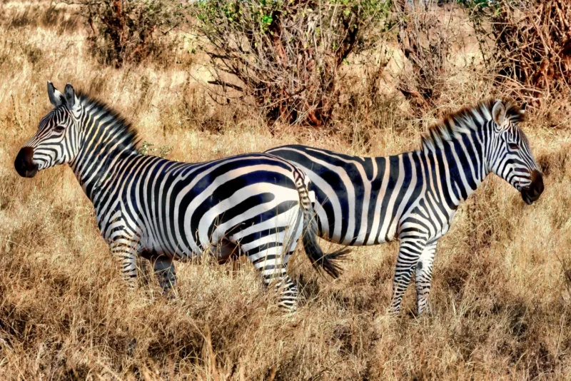 Zebre freepik
