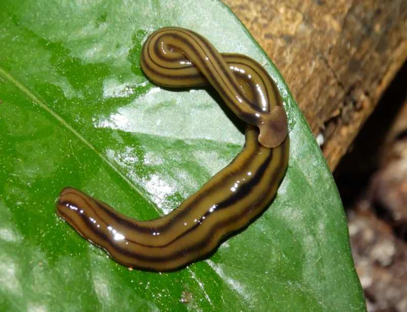 Bipalium kewense