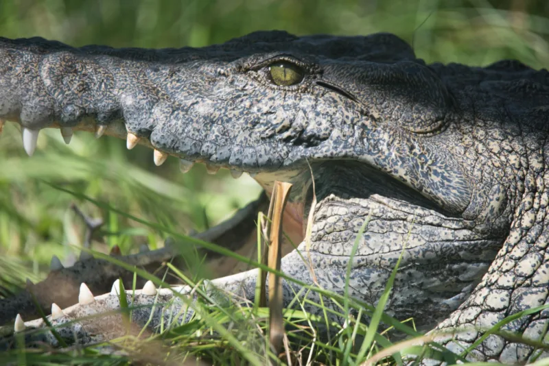 krokodil freepik