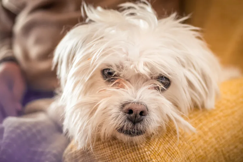 Tulear dog freepik