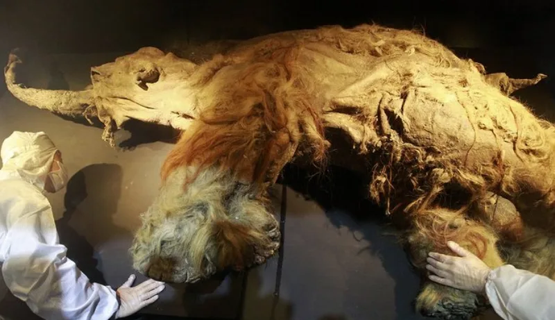mamut