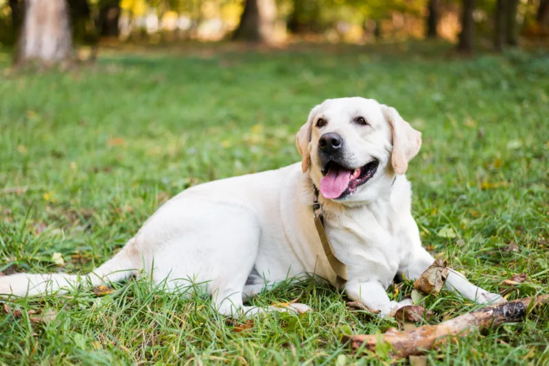 Labrador freepik