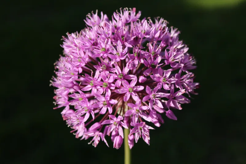 valeriana freepik