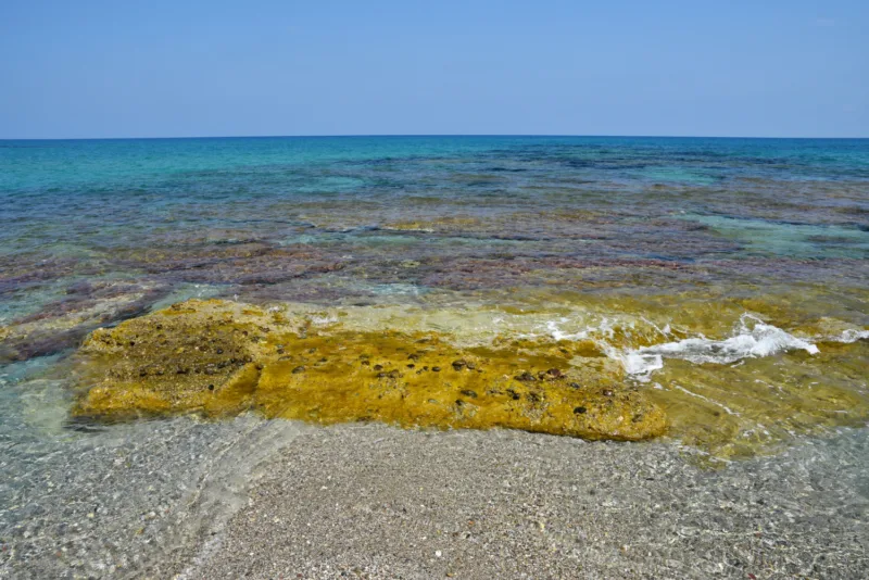 Sargassum freepik