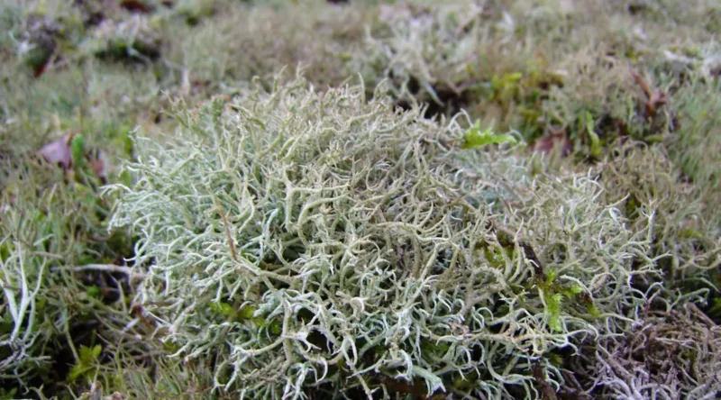 Cetraria islandica