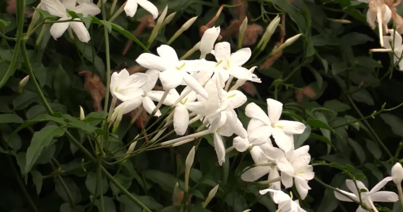 zimski jasmin