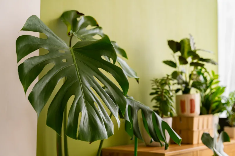 Filadendron freepik