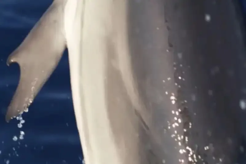 Delfin