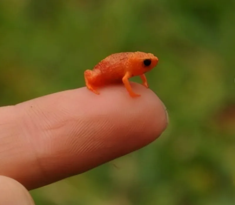 Zaba