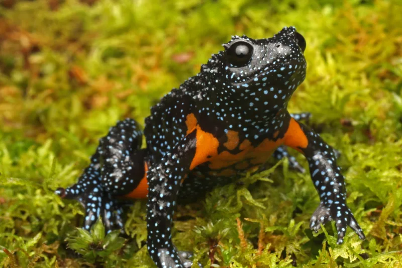 Melanobatrachus indicus