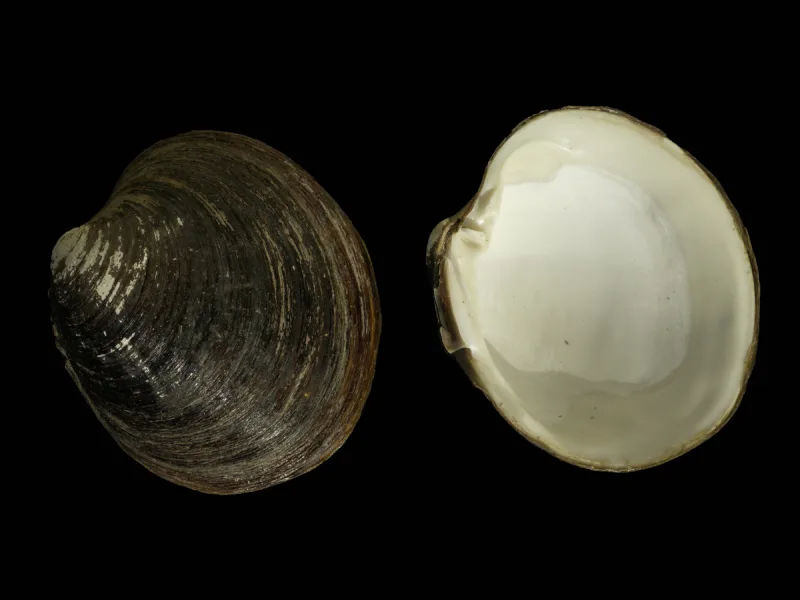 Arctica Islandica